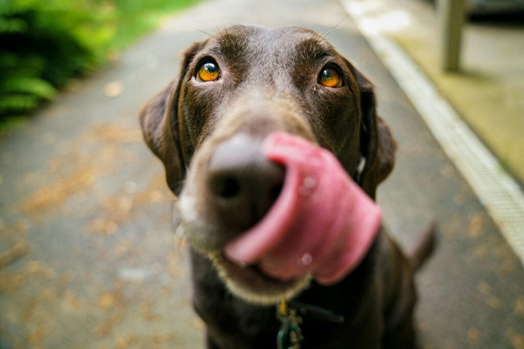 Dog licking its nose indicating it is hungry for natural dog treats.