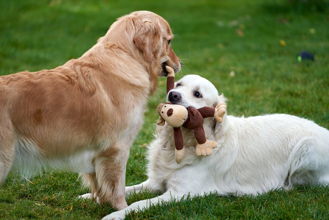 KasNomi's air-dried dog treats stands out as it is air-dried, a process that preserves nutrients effectively while offering the convenience of dry kibble.