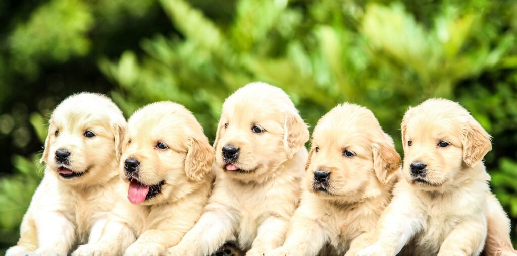 Adorable Golden Retriever puppies benefiting from a balanced diet, essential for growth and vitality.