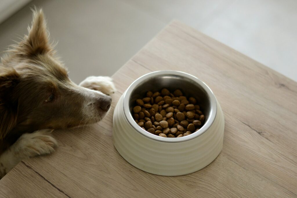 A curious dog gazing at a bowl of nutritious dog food, highlighting the importance of a balanced diet for dogs.